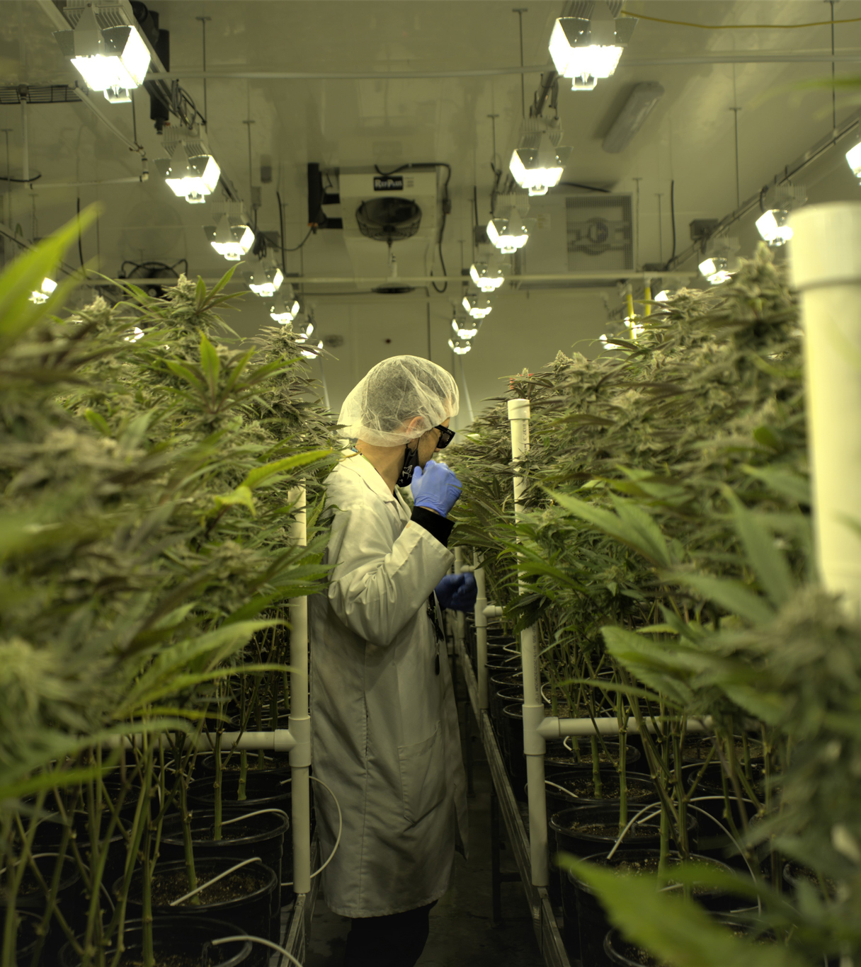 what-can-momentum-consulting-offer-you-to-improve-your-cultivation