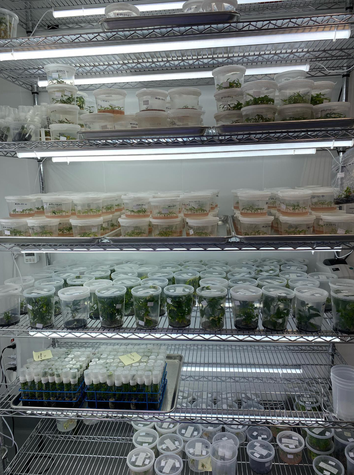 tissue-culture-2